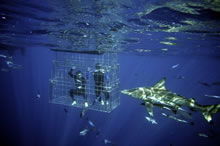 Shark Cage Diving
