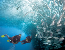 Diving
