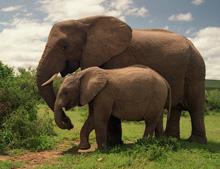 Elephants
